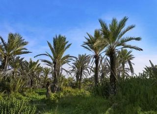 Chalet en venta en Zona Pueblo en Guardamar del Segura