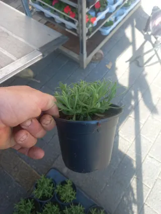 Lavanda Angustifolia