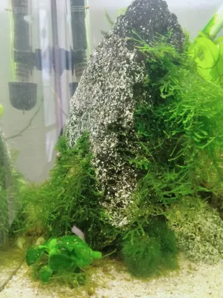 Acuario con plantas y rocas