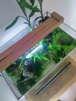 Acuario con plantas y rocas