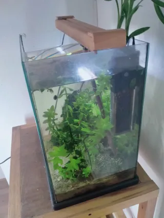 Acuario con plantas y rocas