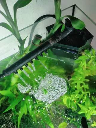 Acuario con plantas y rocas