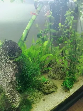 Acuario con plantas y rocas