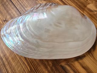 Conchiglia madreperla