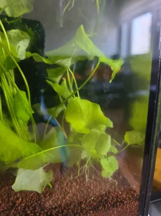 Planta de acuario Taiwan