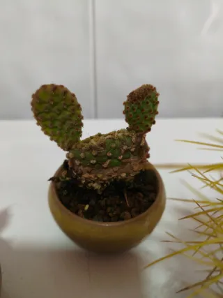 Cactus y Suculentas Variados