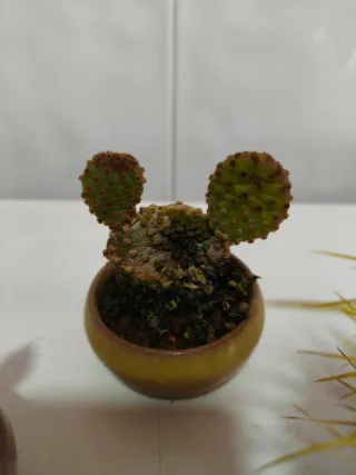 Cactus y Suculentas Variados