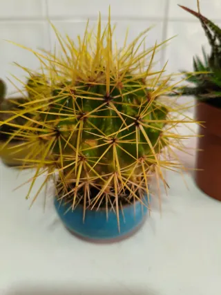 Cactus y Suculentas Variados