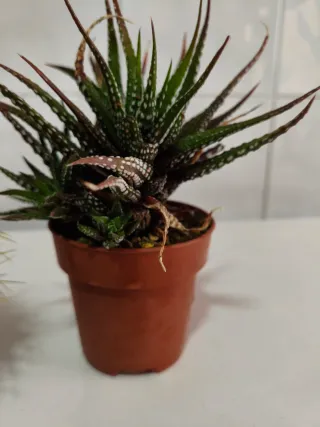 Cactus y Suculentas Variados