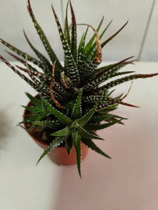 Cactus y Suculentas Variados