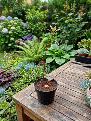Huesos de aguacate germinados listos para plantar