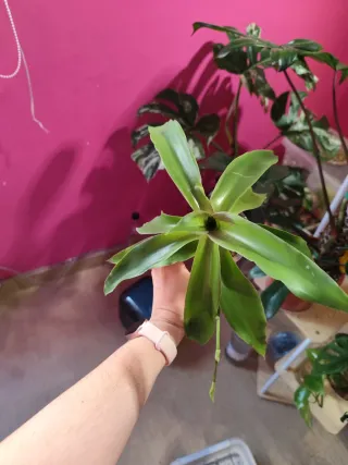 Callisia fragrans planta