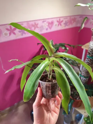 Callisia fragrans planta