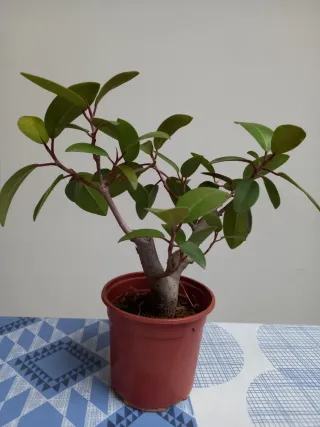 Plantones para bonsái