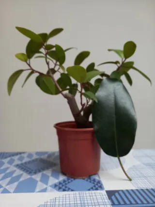 Plantones para bonsái