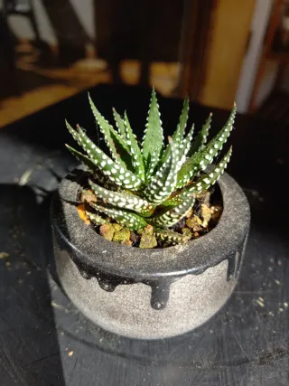 Plantones para bonsái