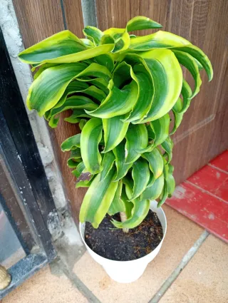 Planta Tronco de Brasil variegada