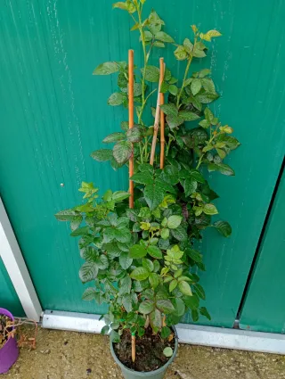 Rosal 'Renaissance' perfumado, (trepadoras)
