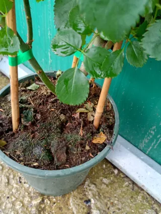 Rosal 'Renaissance' perfumado, (trepadoras)