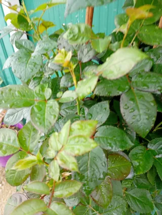 Rosal 'Renaissance' perfumado, (trepadoras)