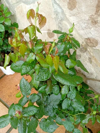 Rosal Brocéliande, planta grande