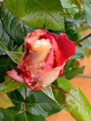 Rosal Brocéliande, planta grande