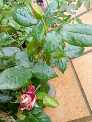 Rosal Brocéliande, planta grande