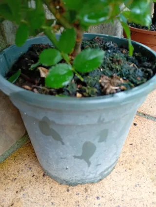 Rosal Brocéliande, planta grande