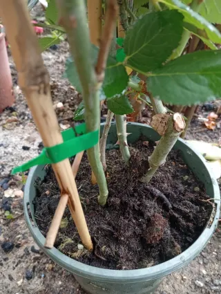 Rosal trepador perfumado