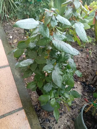 Rosal trepador perfumado