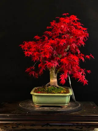 bonsais de arce deshojo