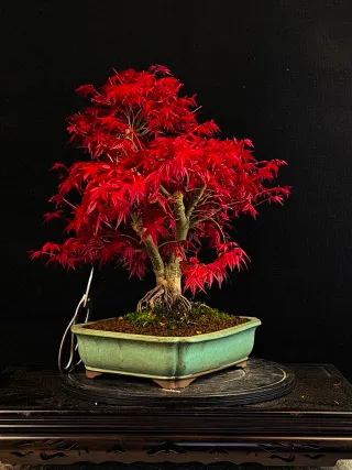 bonsais de arce deshojo