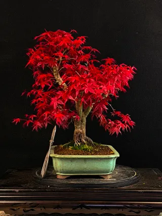 bonsais de arce deshojo