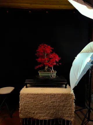 bonsais de arce deshojo