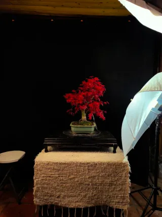 bonsais de arce deshojo