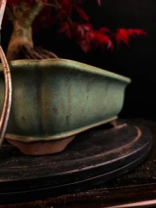 bonsais de arce deshojo