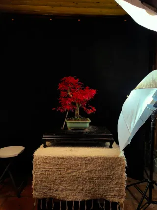 bonsais de arce deshojo