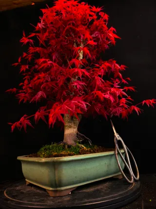 bonsais de arce deshojo