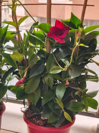 Planta con flor roja y capullos