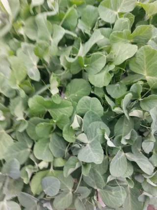 Piantine peperoncini gialli in contenitore