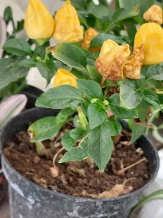 Piantine peperoncini gialli in contenitore