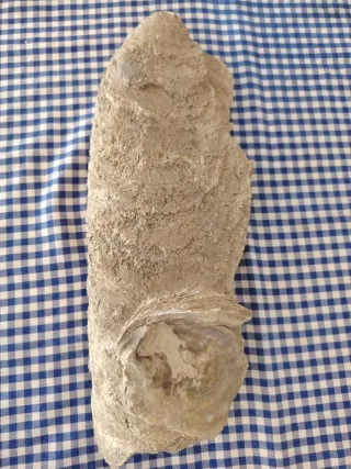 Fósil de concha marina