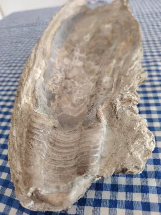 Fósil de concha marina
