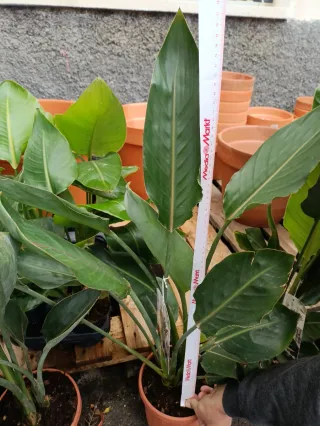 Maceta con planta Sterlitzia Reginae