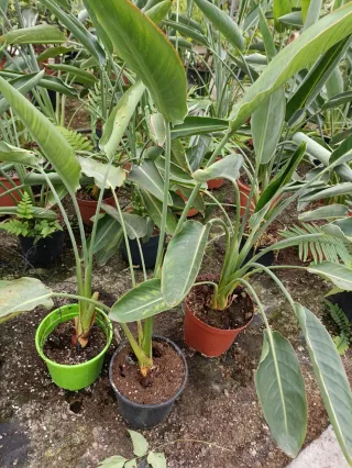 Maceta con planta Sterlitzia Reginae