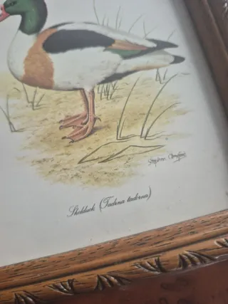 4 Cuadros de Patos 16x18