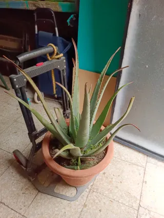 Planta Aloe en Maceta