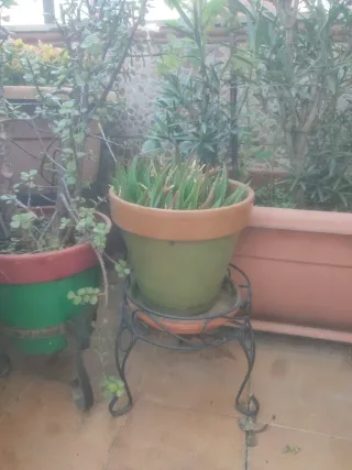 Tiesto con planta y soporte