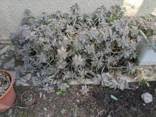 5 jardineras de piedra, antiguas, beige/blanco