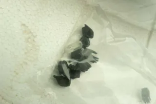 Figura Figma Bloodborne Hunter 367